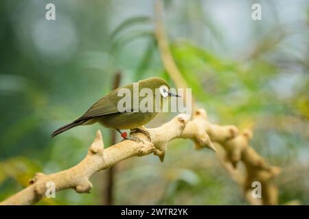 Ein weißes Auge des Kilimandscharo, das auf einem Zweig in einem Zoo in Österreich sitzt Stockfoto