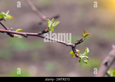 Der erste Frühling blüht auf den Zweigen von Bäumen im Sonnenlicht Stockfoto