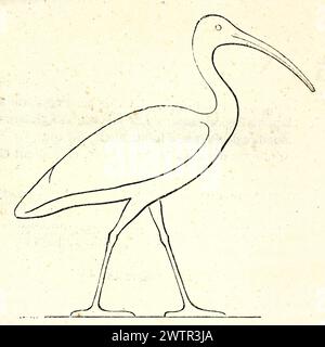 African Sacred Ibis Outline (gravierte Reproduktion einer antiken ägyptischen Skulptur). Von Unnowm Autor, veröffentlicht auf Magasin Pittoresque, Paris, 1852 Stockfoto