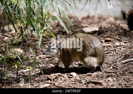 Südbraune Bandicoots sind etwa so groß wie ein Kaninchen und haben eine spitze Schnauze, einen buckligen Rücken, einen dünnen Schwanz und große Hinterfüße Stockfoto