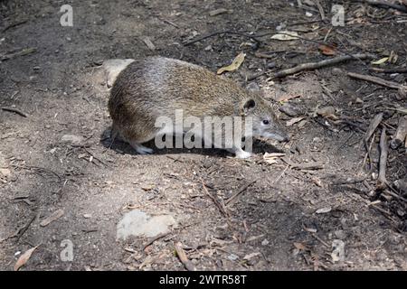 Die südbraunen Bandicoots sind etwa so groß wie ein Kaninchen und haben eine spitze Schnauze, einen buckligen Rücken, einen dünnen Schwanz und große Hinterfüße Stockfoto