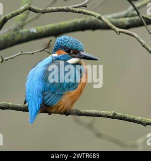 Eurasischer Eisvogel ( Alcedo atthis), männlich, auf einem Baum, auf einem natürlichen Zweig im Sträucher, natürliche Umgebung, beobachten, Wildtiere, Euro Stockfoto