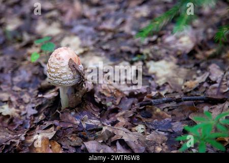 Essbare Pilze Amanita rubescens, auch bekannt als Erröten amanita. Wilde Pilze, die zwischen den herabfallenden Blättern im Herbstwald wachsen. Stockfoto