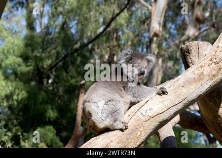 Die Koalas sind in der Regel grau-braun mit weißem Fell auf der Brust, den inneren Armen, Ohren und dem Boden. Sie haben einen großen runden Kopf, große pelzige Ohren und sind groß Stockfoto