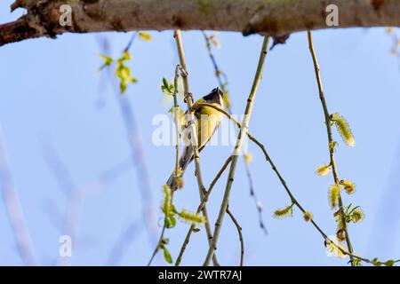 (Parus Major) Zwischen den Ästen eines Baumes im Frühling. Stockfoto