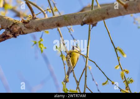 (Parus Major) Zwischen den Ästen eines Baumes im Frühling. Stockfoto
