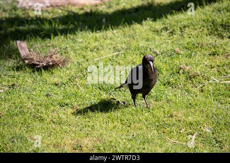 Die Elster ist ein unverwechselbarer Vogel mit glänzenden schwarzen und brillant weißen Markierungen Stockfoto