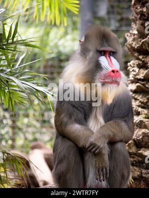 Der Mandrill hat dicke, violette und blaue Rillen entlang der Nase, rote Lippen und Nase und einen goldenen Bart. Stockfoto