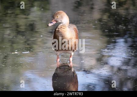 Das Gesicht und der Vorderhals der gefiederten Pfeifente sind hell, die Krone und der Hinterhals blassbraun und die braunen Federn des oberen Rückens sind umrandet Stockfoto