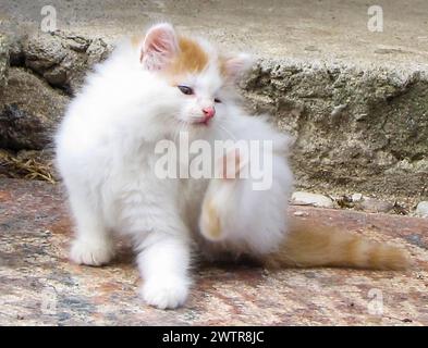 Eine orange-weiße Katze, die auf Felsen neben einer Treppe sitzt Stockfoto