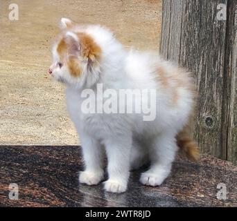 Eine Katze, die auf einem Betonblock liegt und in die Ferne blickt Stockfoto