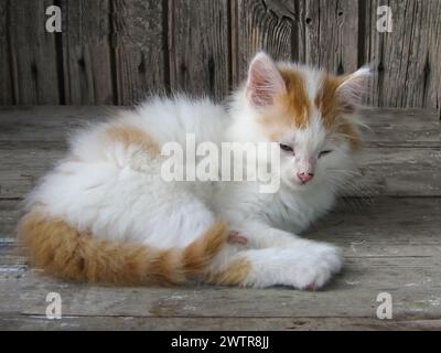 Eine Katze, die an einem Zaun liegt, auf den Boden Stockfoto