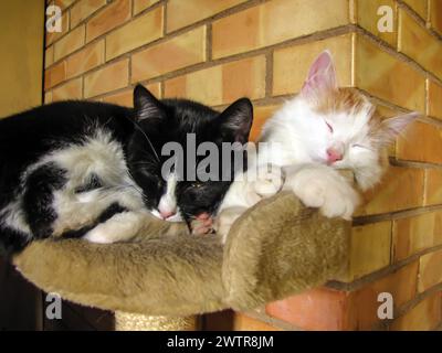 Zwei Katzen liegen zusammen auf einem Kratzbrett Stockfoto