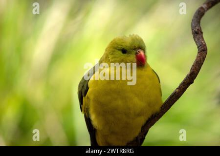 Der männliche Regent Parrot hat ein allgemein gelbes Aussehen, wobei der Schwanz und die Außenkanten der Flügel dunkelblau-schwarz sind. Stockfoto