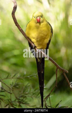 Der männliche Regent Parrot hat ein allgemein gelbes Aussehen, wobei der Schwanz und die Außenkanten der Flügel dunkelblau-schwarz sind. Stockfoto