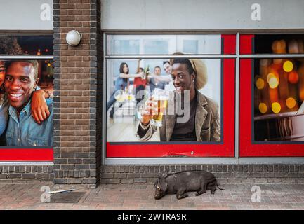 Schlafendes Warzenschwein vor einem Supermarkt in Kasane, Botswana Stockfoto