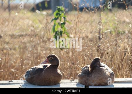 Zwei Enten sitzen auf einer Bank im Gras in der Wildnis Stockfoto