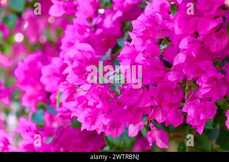 Üppige Blüte von rosa Bougainvillea. Tropische Blumen Hintergrund. Weichfokus Stockfoto