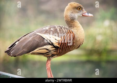 Das Gesicht und der Vorderhals der gefiederten Pfeifente sind hell, die Krone und der Hinterhals blassbraun und die braunen Federn des oberen Rückens sind umrandet Stockfoto