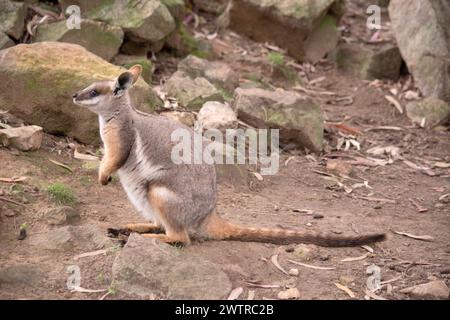 Das Gelbfüßige Rock-Wallaby ist mit einem weißen Wangenstreifen und orangefarbenen Ohren hell gefärbt. Oben ist es feungrau, mit einem weißen Seitenstreifen und einem "b" Stockfoto