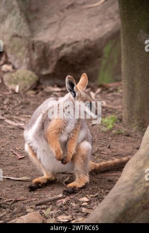 Das Gelbfüßige Rock-Wallaby ist mit einem weißen Wangenstreifen und orangefarbenen Ohren hell gefärbt. Oben ist es feungrau, mit einem weißen Seitenstreifen und einem "b" Stockfoto