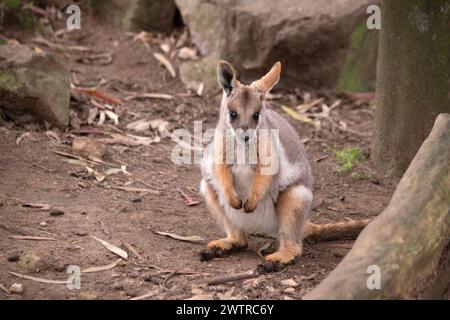 Das Gelbfüßige Rock-Wallaby ist mit einem weißen Wangenstreifen und orangefarbenen Ohren hell gefärbt. Oben ist es feungrau, mit einem weißen Seitenstreifen und einem "b" Stockfoto