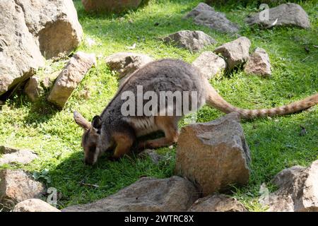 Das Gelbfüßige Rock-Wallaby hat eine helle Farbe mit einem weißen Wangenstreifen und orangen Ohren. Stockfoto