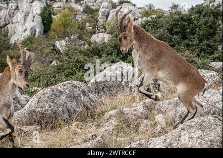 Zwei junge männliche Steinböcke (Capra pyrenaica) kämpfen während der Bewurzelungssaison. Naturpark Torcal de Antequera, Provinz Malaga, Andalusien, Spanien Stockfoto