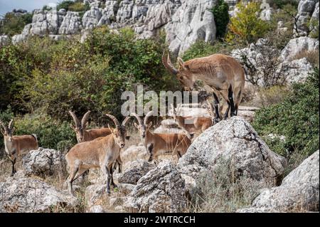 Die Gruppe der spanischen Steinböcke (Capra pyrenaica) versammelte sich um zwei Männchen, die während der Saison kämpften. Naturpark Torcal de Antequera, Malaga prov Stockfoto