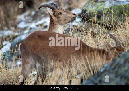 Spanische Steinböcke (Capra pyrenaica) Gruppe von zwei Weibchen, die an einem Wintertag hoch oben in den Bergen fressen. Sierra de Gredos, Avila, Castille-Leon, Spanien. Stockfoto