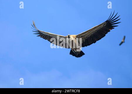 Gyps fulvus (Gyps fulvus), die den Himmel fliegen. Nationalpark Monfrague, Provinz Caceres, Extremadura, Spanien. Stockfoto