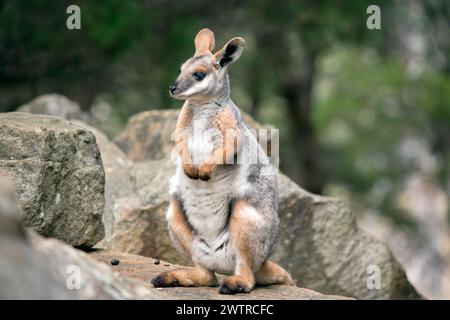 Das Gelbfüßige Rock-Wallaby ist mit einem weißen Wangenstreifen und orangefarbenen Ohren hell gefärbt. Oben ist es feungrau mit einem weißen Seitenstreifen und einem Stockfoto