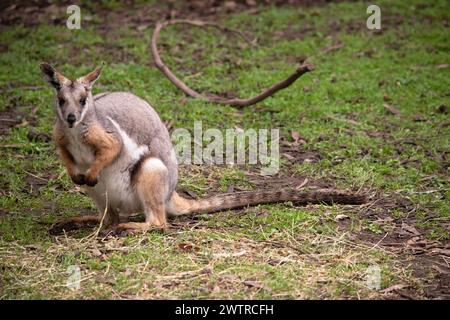 Das Gelbfüßige Rock-Wallaby ist mit einem weißen Wangenstreifen und orangefarbenen Ohren hell gefärbt. Oben ist es feungrau, mit einem weißen Seitenstreifen und einem "b" Stockfoto