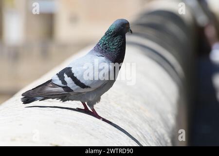 Nahaufnahme einer schönen Taube, die an der Wand sitzt. Tiere in Wohngebieten, Ornithologie Stockfoto