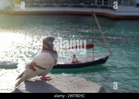 Taube, die auf der Mauer in der Nähe des Meeres sitzt, Segelboot im Hintergrund. Tiere in Wohngebieten, Ornithologie Stockfoto