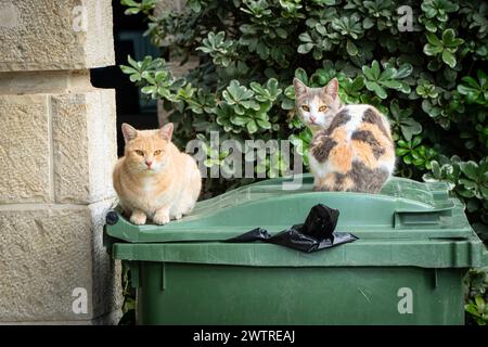 Zwei Gassen-Katzen, einer von ihnen Ingwer und der andere Trikolore, sitzen auf einem grünen Müllcontainer. Stockfoto