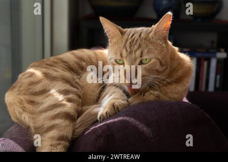 Eine Ingwerkatze leckt die Schwanzspitze, während sie im Sonnenlicht auf einem Sofa sitzt. Stockfoto