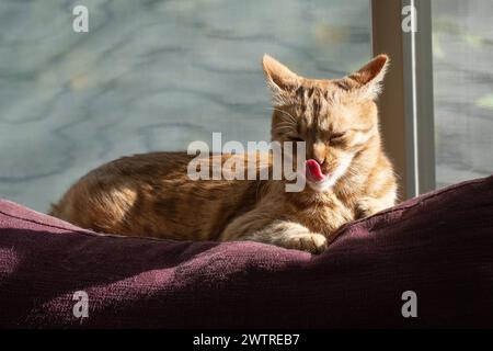 Eine Ingwerkatze leckt sich die Lippen, während sie im Sonnenlicht auf einem Sofa sitzt. Stockfoto