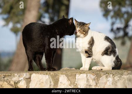 Zwei große männliche Katzen, von denen eine schwarz und die andere grau und weiß ist, starren einander auf einen Dominanzkampf auf einem Steinzaun. Stockfoto