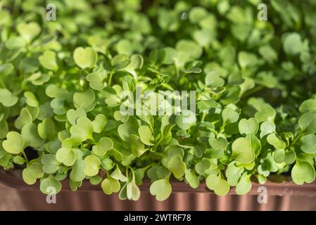 Üppiges Microgreens wächst in einem braunen Pflanztablett. Im Frühling wächst Rucola zu Hause auf der Fensterbank Stockfoto