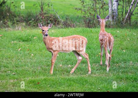 Zwei Weißwedelhirsche, beide Faunen mit weißen Flecken, stehen wachsam und blicken in entgegengesetzte Richtungen in ein grünes Grasfeld mit Bäumen im Hintergrund Stockfoto