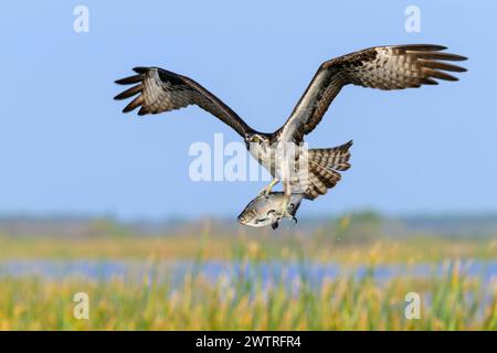 Osprey (Pandion haliaetus) im Flug mit gefangenen Fischen und blauem Himmel über Feuchtgebiet, Lake Apopka, Florida, USA. Stockfoto