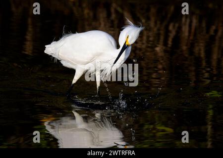 Schneebedeckte Reiher (Egretta thula) Angeln mit Brutgefieder im Mangrovensumpf, Merrit Island Wildschutzgebiet, Florida, USA. Stockfoto