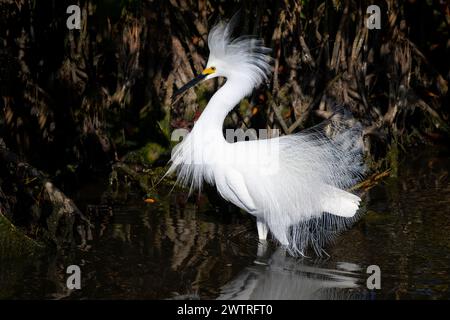 Schneereiher (Egretta thula) mit Zuchtgefieder im Mangrovensumpf, Merrit Island Wildschutzgebiet, Florida, USA. Stockfoto