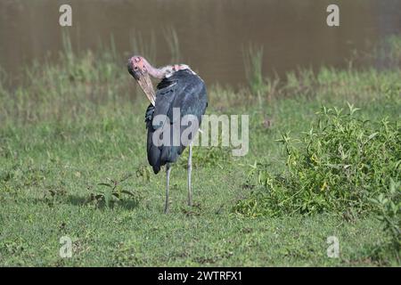 Maraboustorch (Leptoptilos crumenifer)-Präening Stockfoto