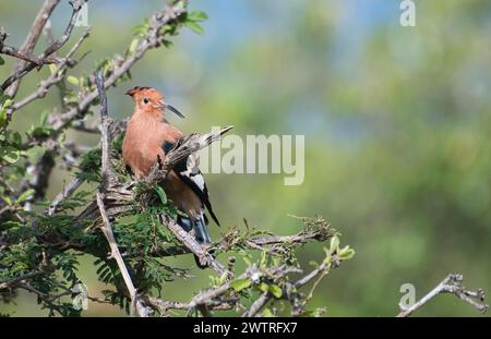 Afrikanischer Wiedehopf (Upupa africana) auf einem Baum Stockfoto