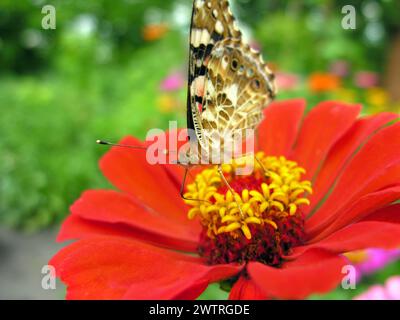Nahaufnahme des Monarch Butterfly ernährt sich von der roten Zinnia-Blume auf der Wiese am Sommertag Stockfoto