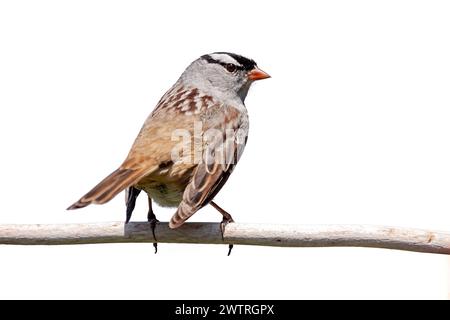 Mit sehr kräftigen weißen und schwarzen Streifen auf dem Kopf sitzt ein weiß gekrönter Spatzen rückwärts auf weißem Hintergrund. Stockfoto