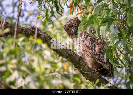Braune Fischeule - Ketupa zeylonensis, schöne große eigene Versteck im Baum, lebt in südasiatischen Wäldern in der Nähe von Seen und Flüssen, Nagarahole Tig Stockfoto