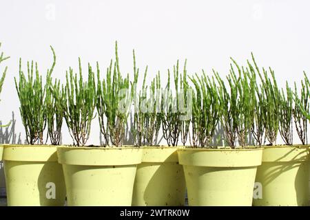 Frisch grüne Salicornia europaea Pflanzenstiele, Balkongärtnerei in gelben Töpfen (Sumpf Samphire, Seebohnen, Samphirgrün, Seebohne, Seespargel Stockfoto